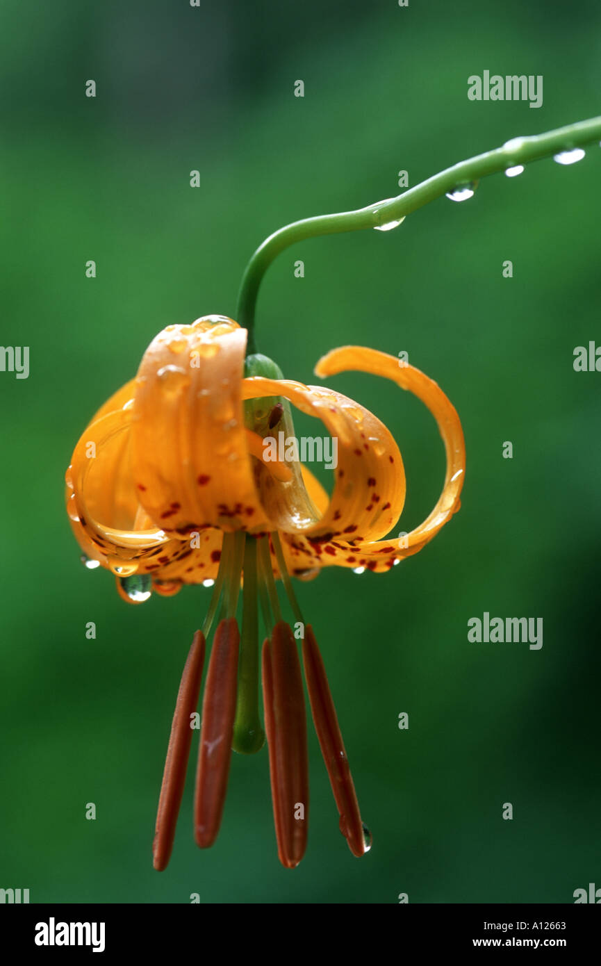 Tiger Lilly Columbia River Gorge Stock Photo Alamy