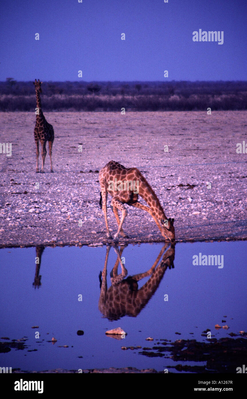 Drinking giraffe reflected in a pool of water at Etosha National Park, Namibia, southern Africa Stock Photo