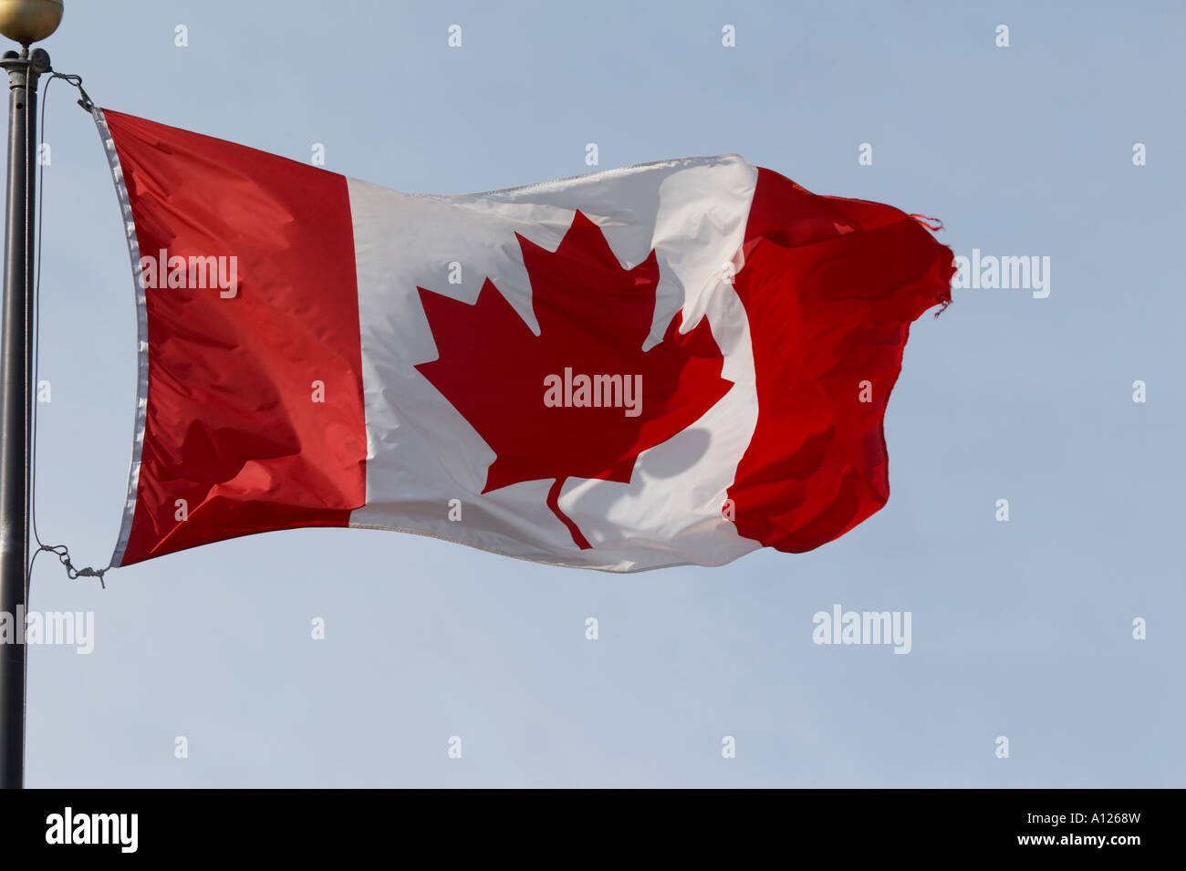 Flag Canada Stock Photo Alamy
