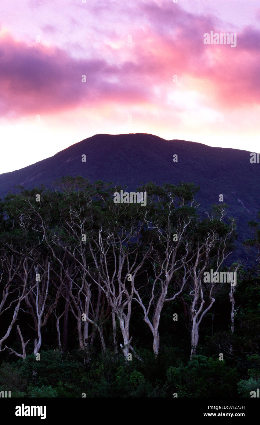 Melaleuca eucalyptus trees at dawn at the mouth of Noah Creek in the Daintree National Park, far north Queensland, Australia Stock Photo