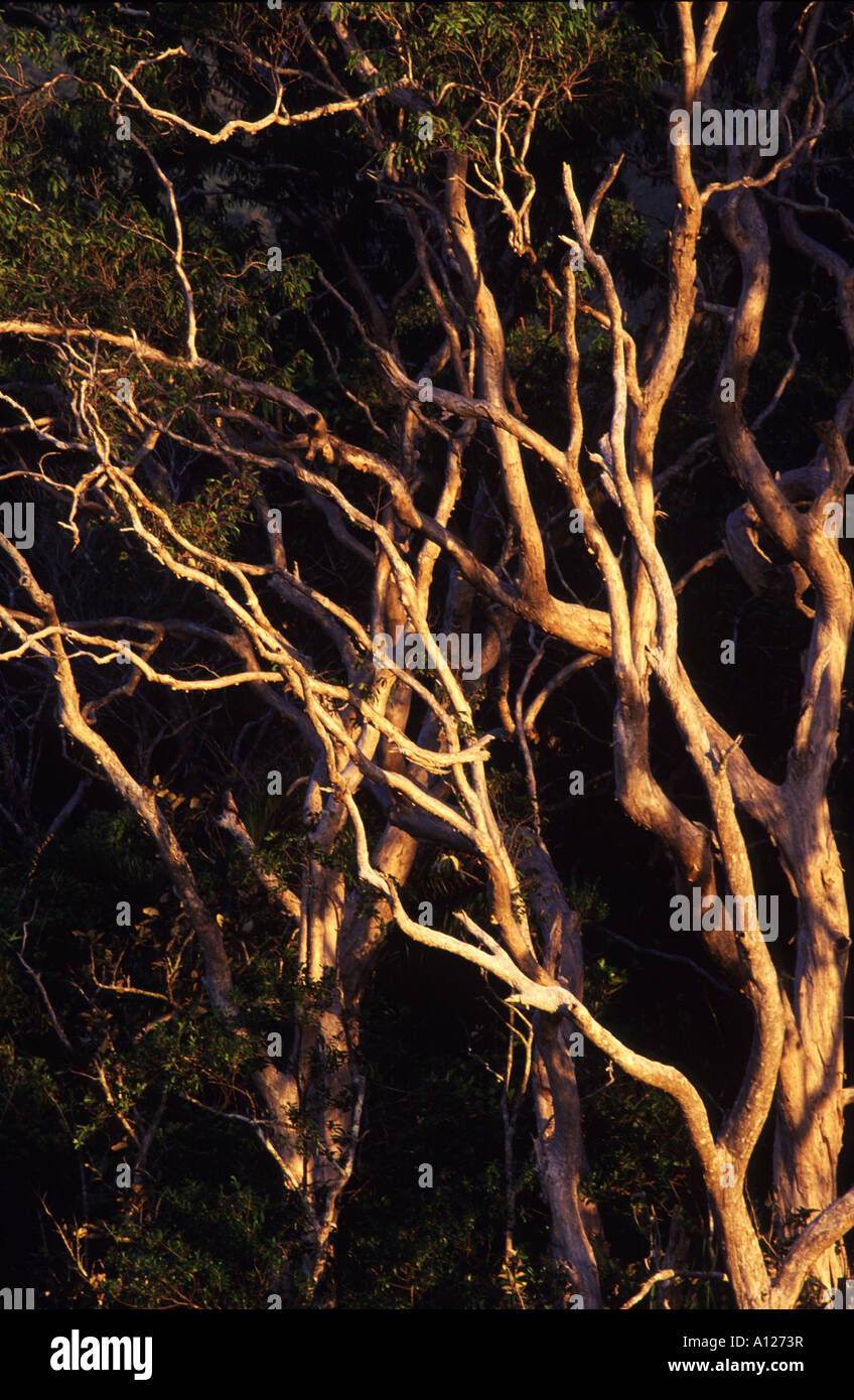 Melaleuca Eucalyptus trees on the banks of Noah Creek,  Daintree National Park, far north Queensland, Australia Stock Photo