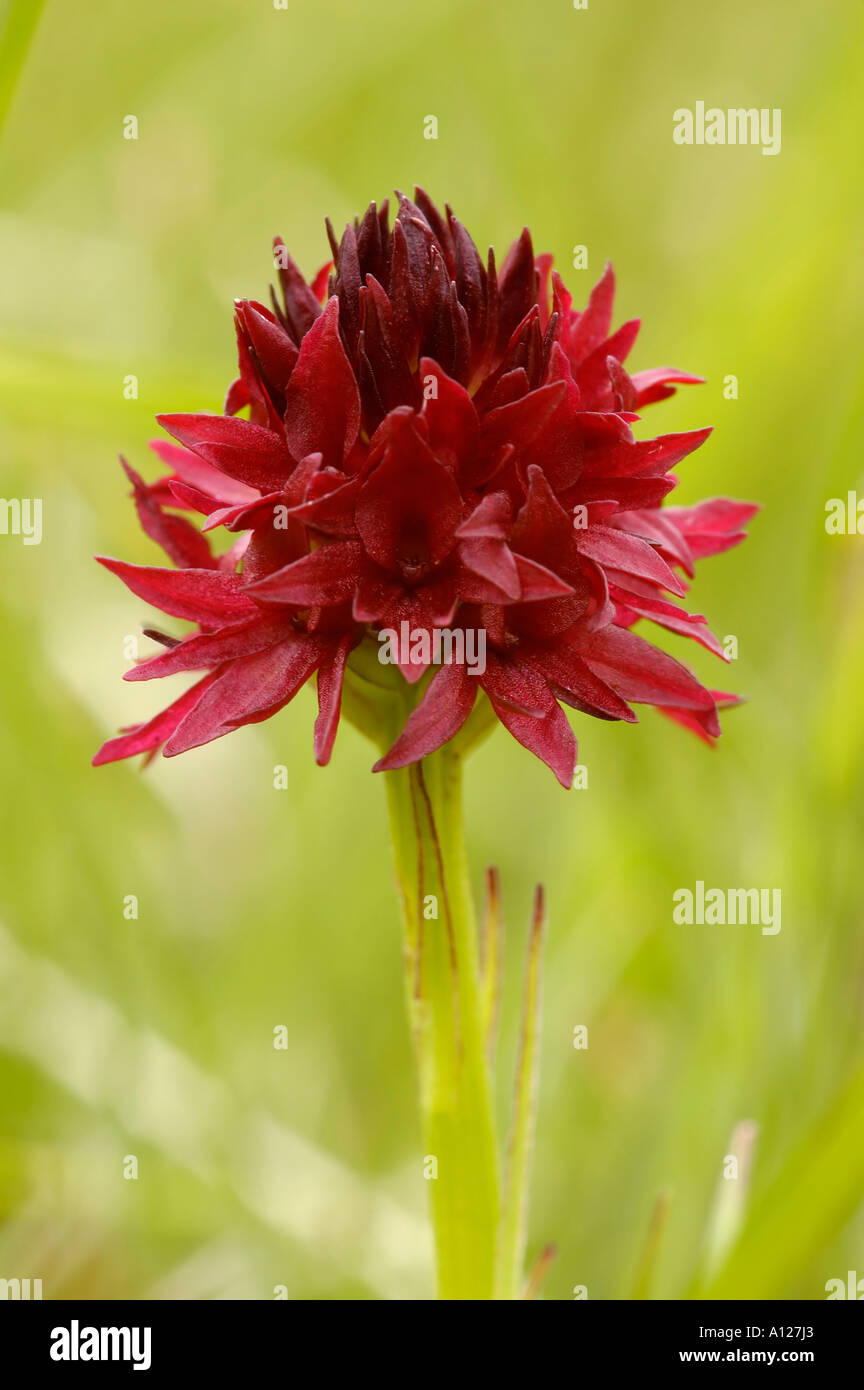 Black Vanilla Orchid Nigritella nigra Stock Photo