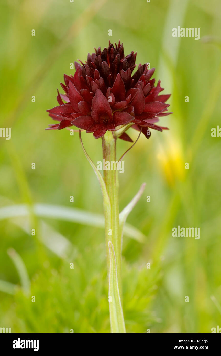 Black Vanilla Orchid Nigritella nigra Stock Photo