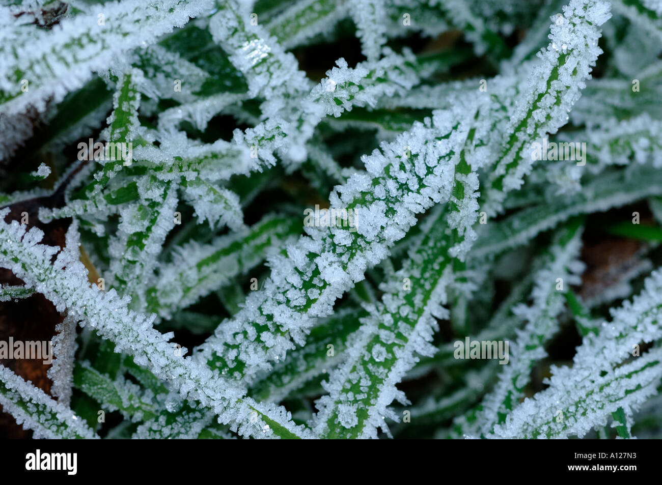 Frost on grass hi-res stock photography and images - Alamy