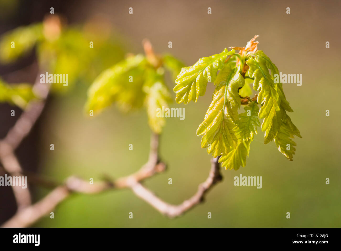 new oak leaves on branches Stock Photo - Alamy