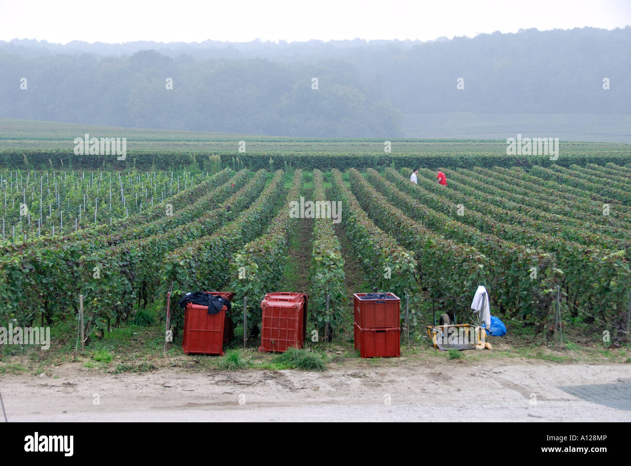 'Bins and grape pickers, 'Villers Allerand', 'Champagne Ardennes', France' Stock Photo