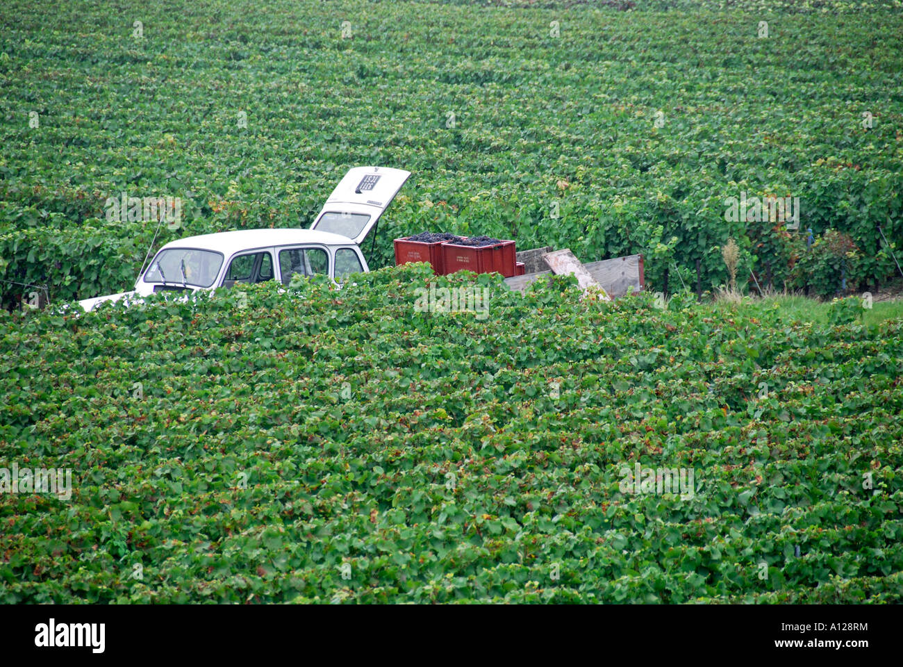 'Champagne vineyard, harvest time, Chamery, 'Champagne Ardennes', France' Stock Photo