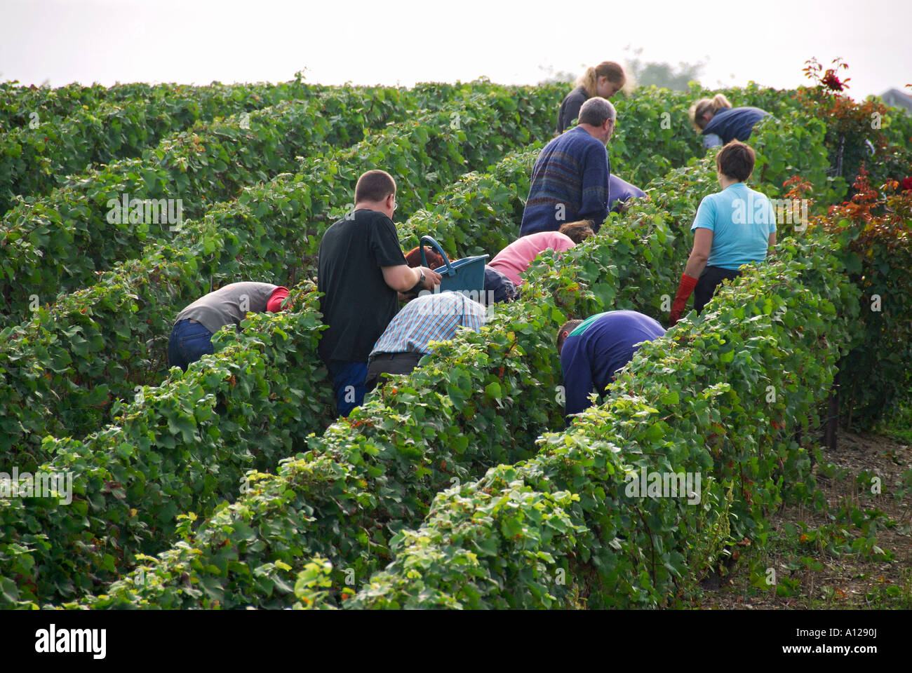 'Champagne grape pickers, harvest time, Chamery, 'Champagne Ardennes', France' Stock Photo
