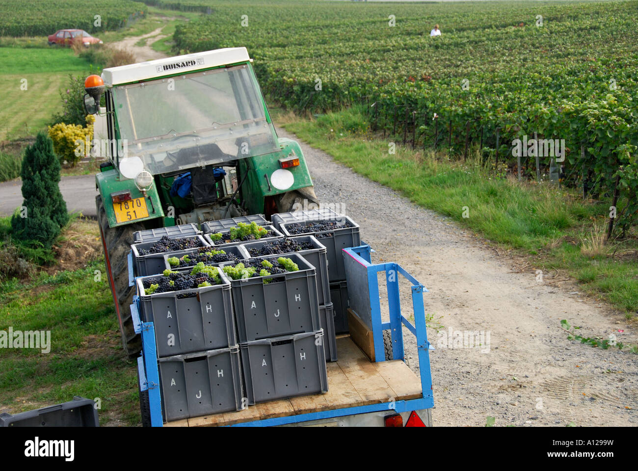 'Bins full of grapes, Chamery, 'Champagne Ardennes', France' Stock Photo