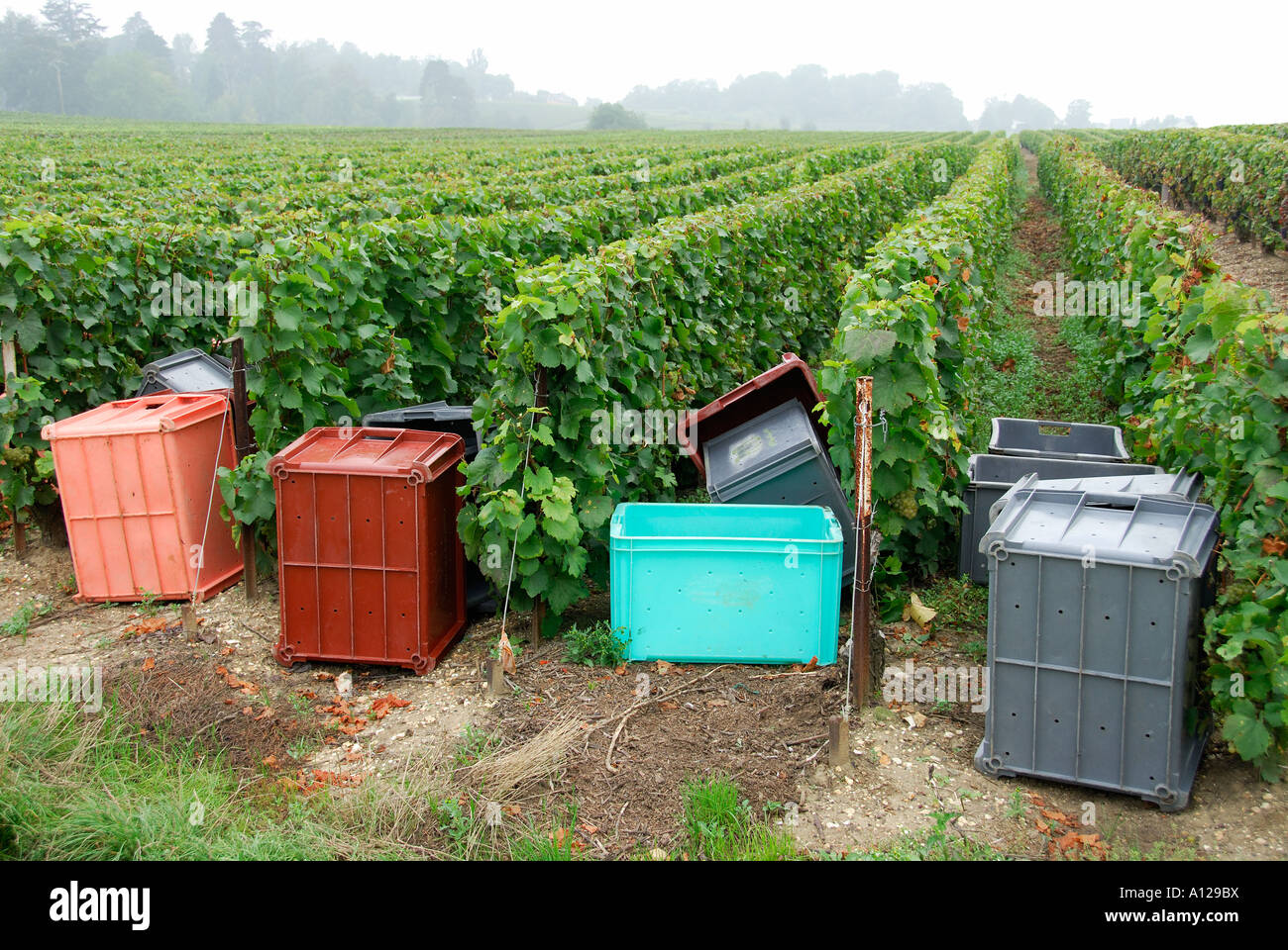 'Bins ^awaiting grape pickers, 'Villers Allerand', 'Champagne Ardennes', France' Stock Photo