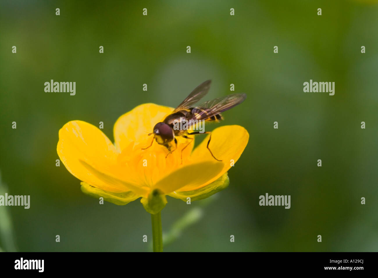 drone-fly (eristalis) on  yellow flower of  buttercup (ranunculus repens) Stock Photo