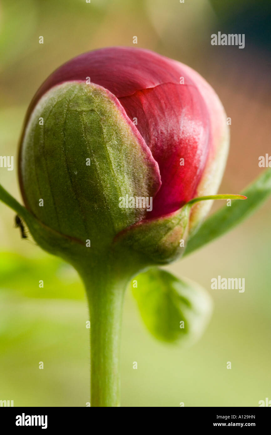 a bud of a dark red peony (paeonia sp.) Stock Photo