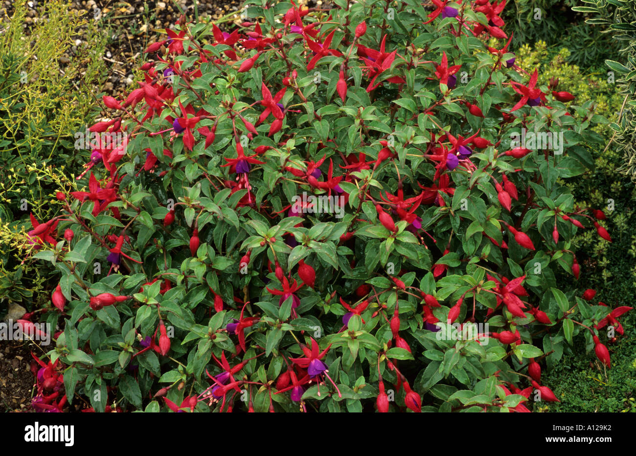 Fuchsia 'Sneezy' in Border Stock Photo
