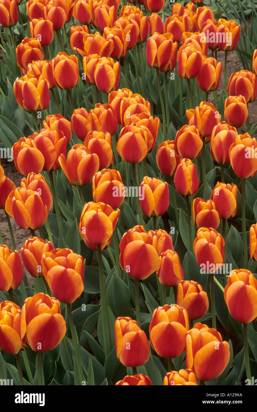 Tulipa 'Apeldoorns Elite', Div.4 Stock Photo