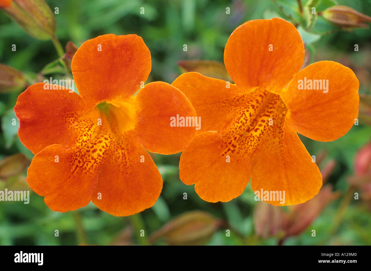 Mimulus 'Highland Orange' Stock Photo