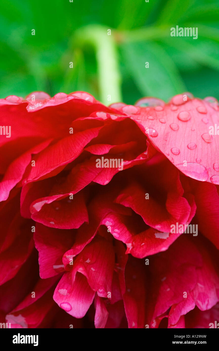 a flower of a dark red peony (paeonia sp.) Stock Photo