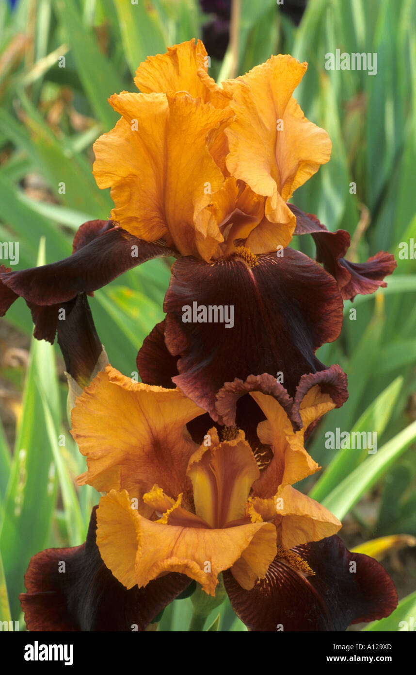 Iris 'Supreme Sultan' tall bearded Iris, yellow, brown, two-toned colour flower, garden plant, rhizome, rhizomatus Stock Photo