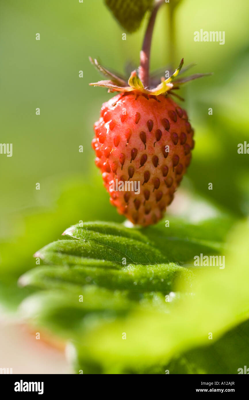 Wild soft fruit hi-res stock photography and images - Alamy
