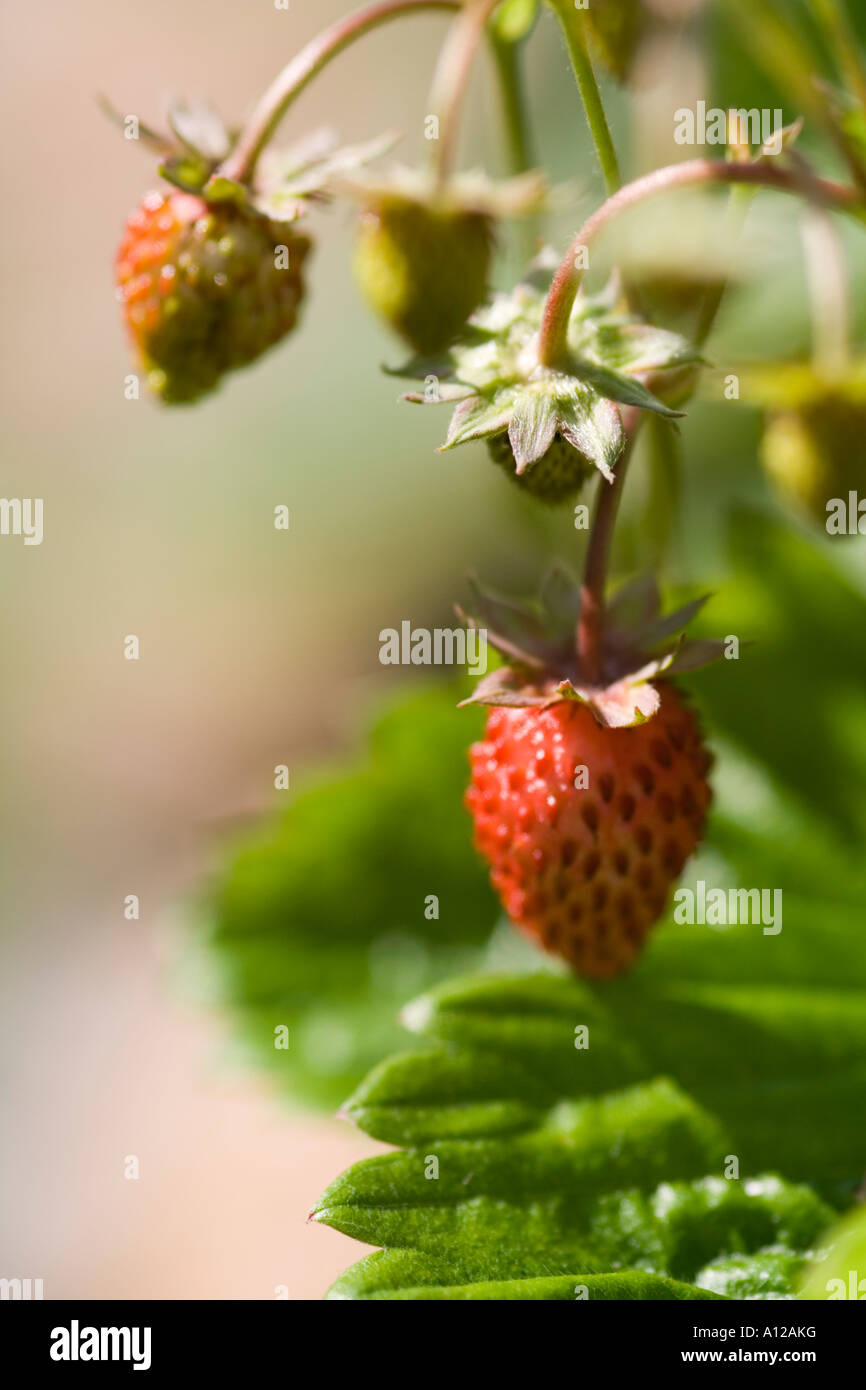 ripe and green soft fruits of wild strawberry Stock Photo - Alamy