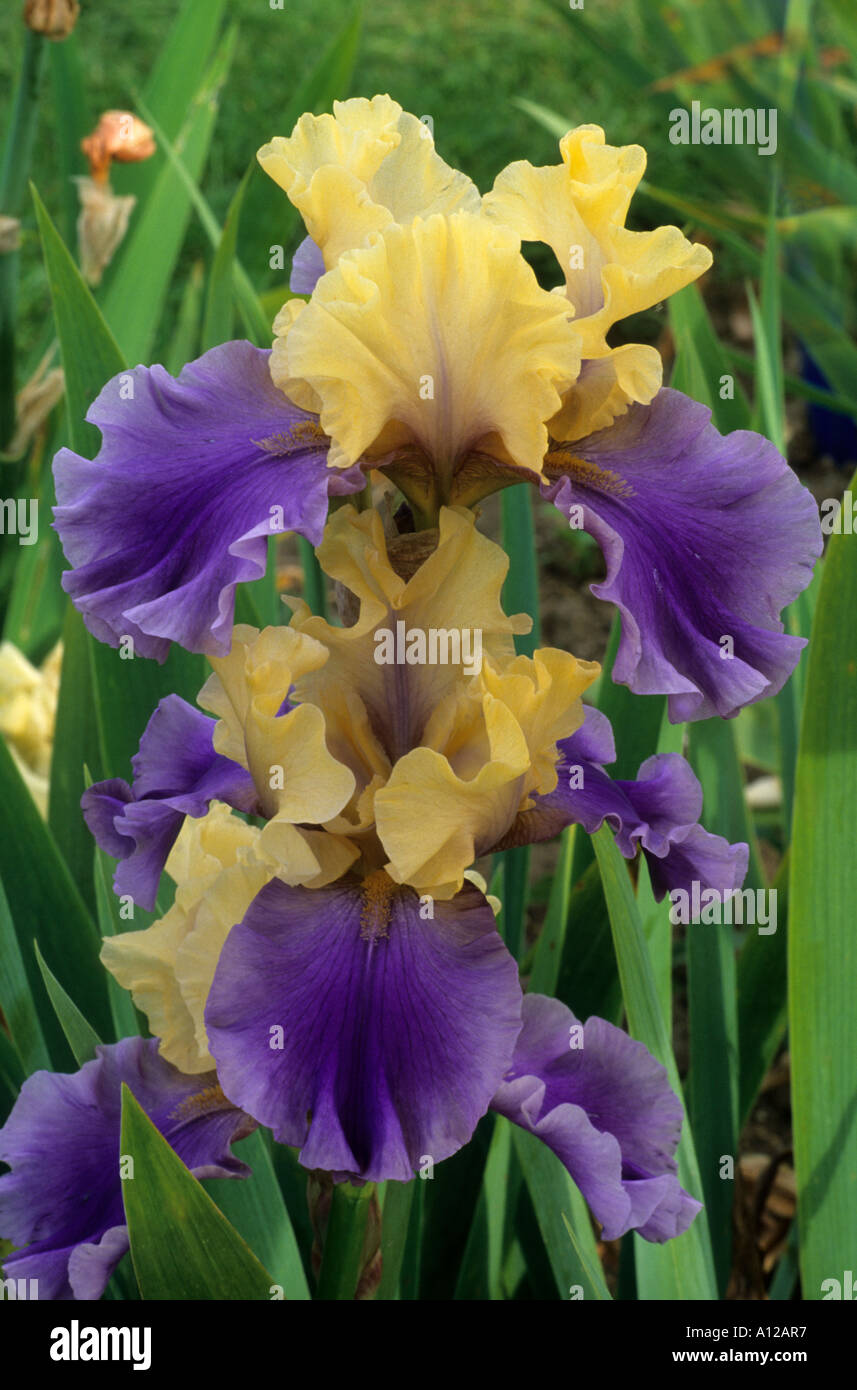 Iris 'Edith Wolford', tall bearded Iris, purple, yellow garden plant, two-toned colour flower, rhizome, rhizomatus irises Stock Photo