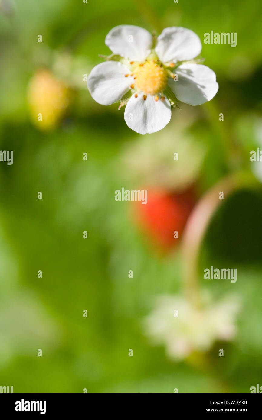 a white flower and ripe soft fruits of a wild strawberry Stock Photo ...