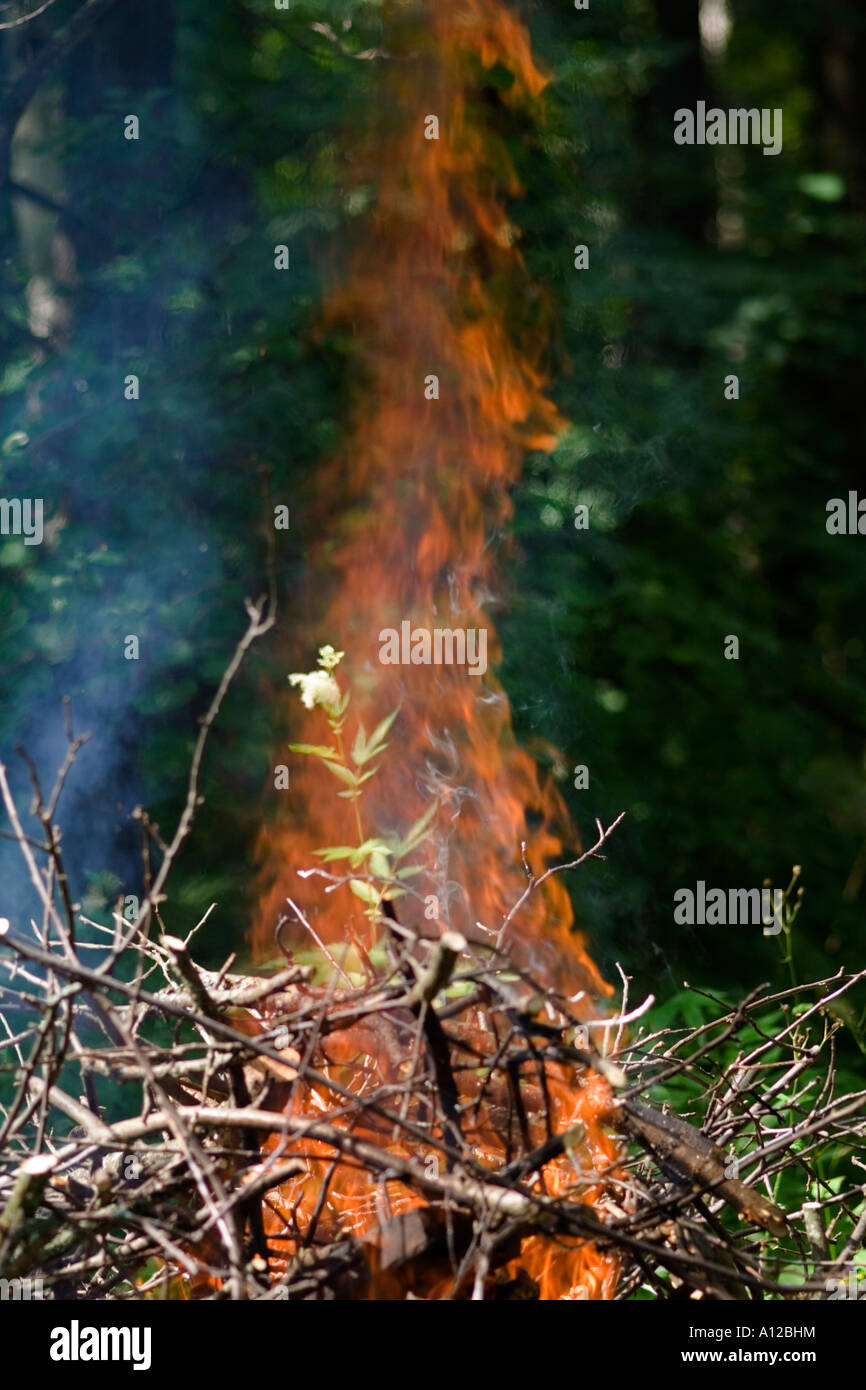a bonfire in the forest Stock Photo - Alamy