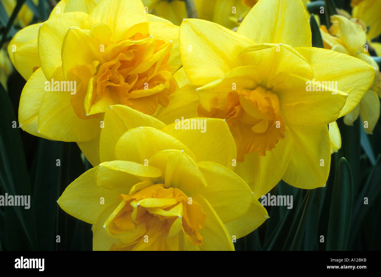 Narcissus 'Apotheose', Div.4 Stock Photo