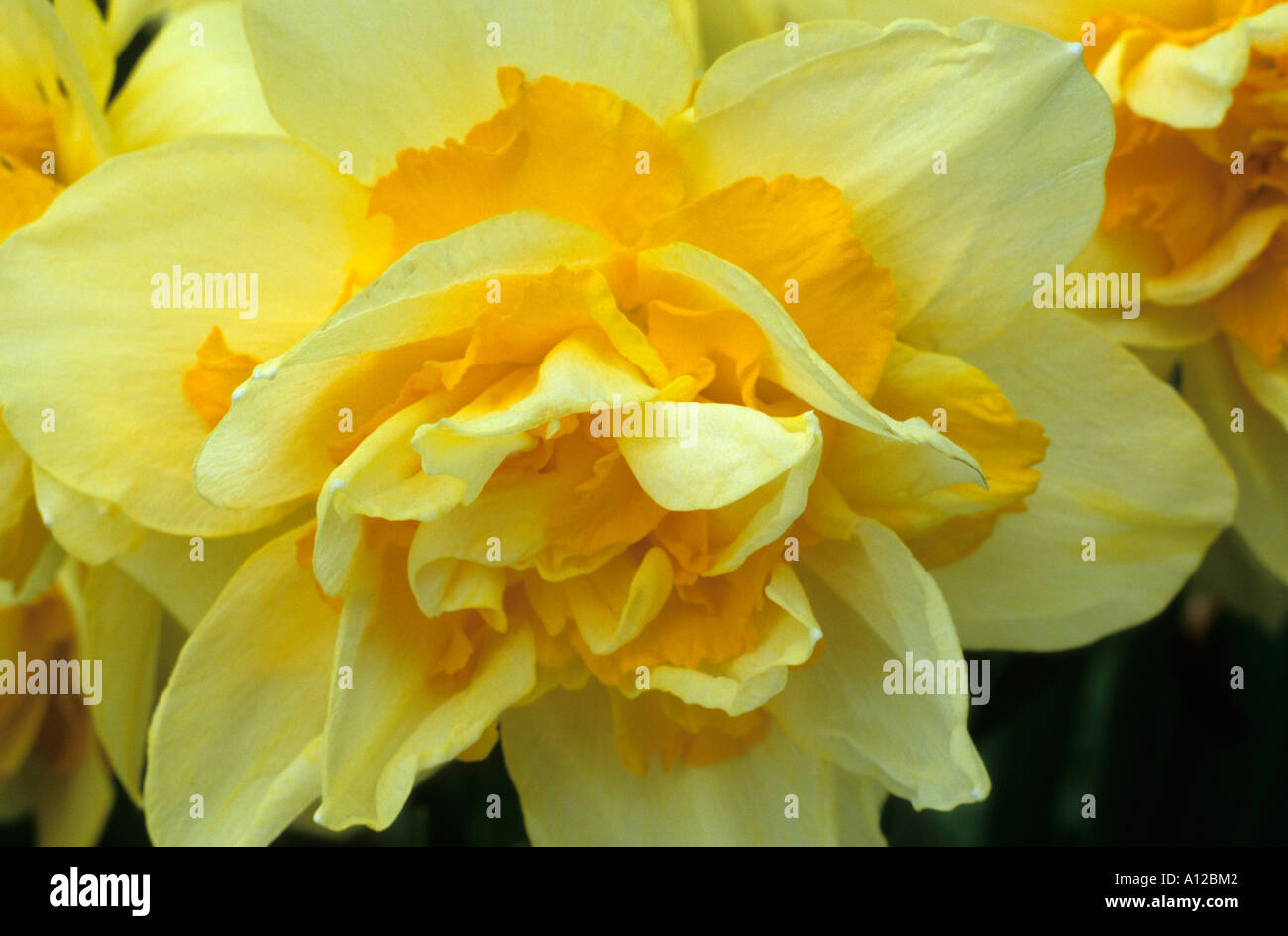 Narcissus 'Texas', Div.4 Stock Photo