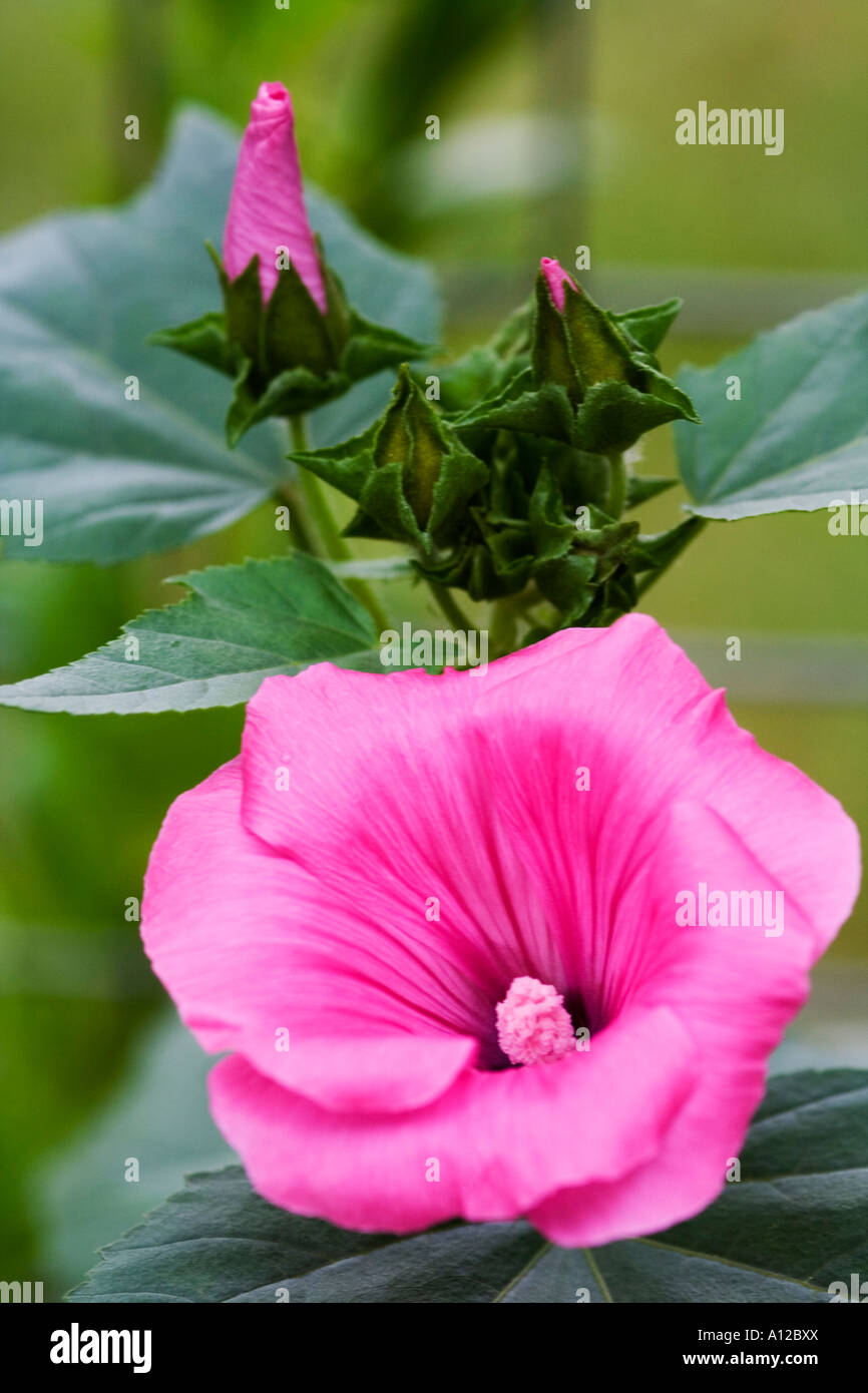 a pink flower and buds of a lavatera Stock Photo