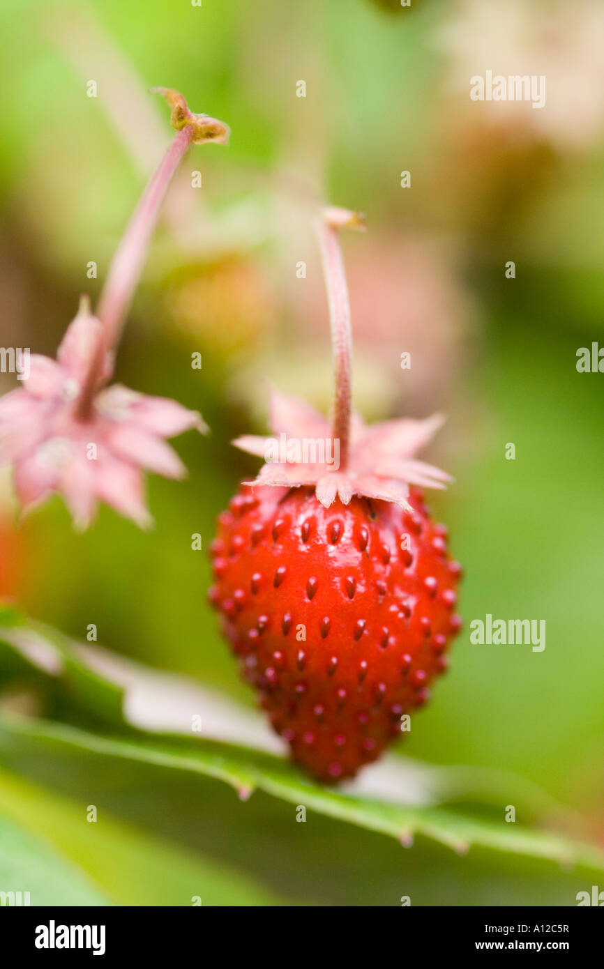 ripe soft fruit of a wild strawberry Stock Photo - Alamy