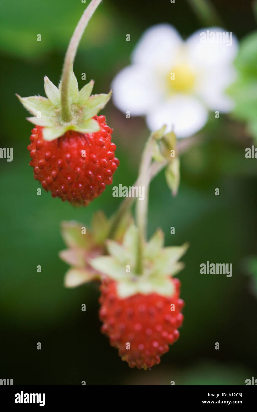a white flower and ripe soft fruits of a wild strawberry Stock Photo ...