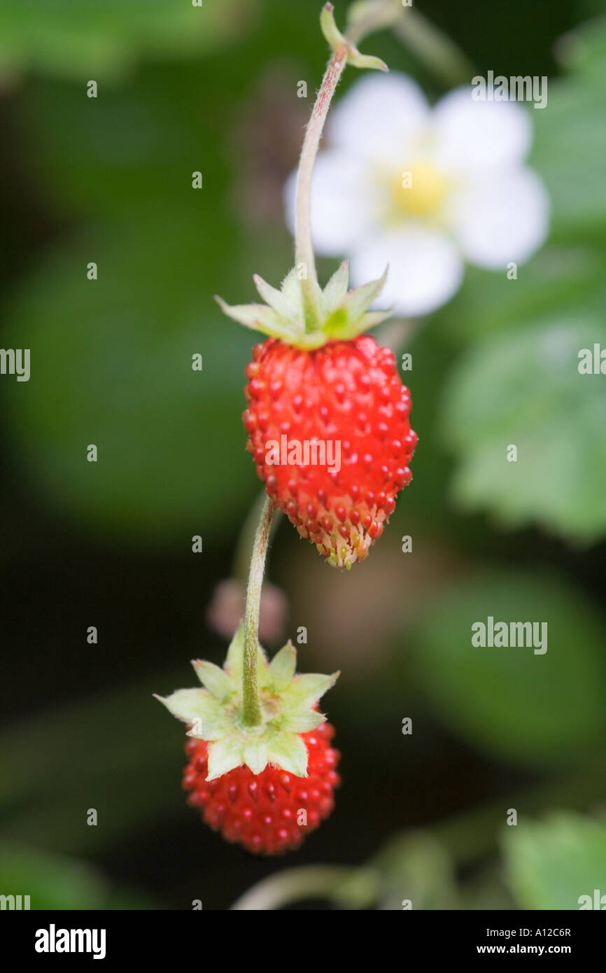 a white flower and ripe soft fruits of a wild strawberry Stock Photo ...