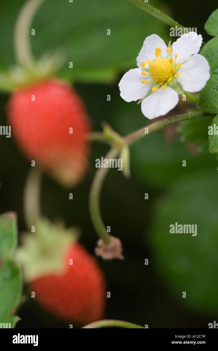 a white flower and ripe red berry of a wild strawberry Stock Photo - Alamy
