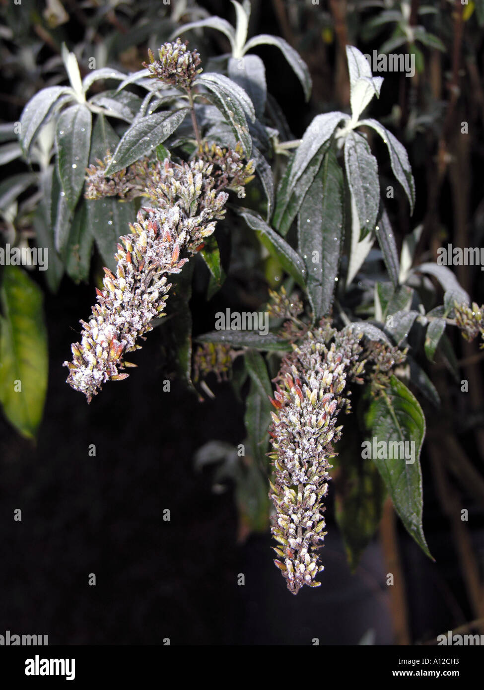 Buddleia Seed Heads High Resolution Stock Photography And Images Alamy