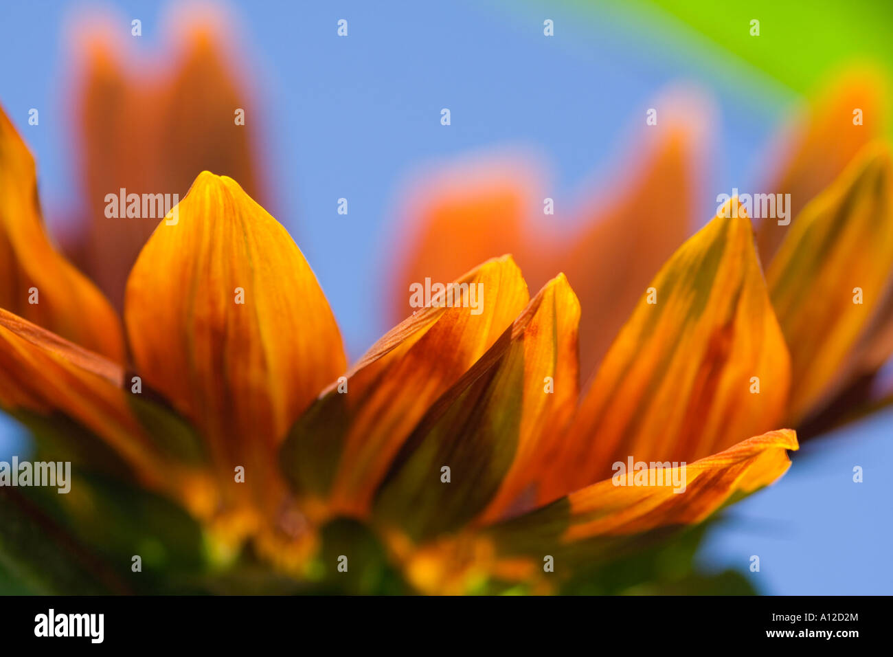 big orange and yellow sunflower on the blue sky Stock Photo - Alamy