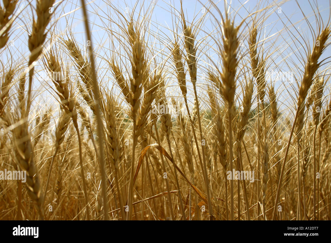 golden wheat crop standing in field for harvesting near Indore city in ...