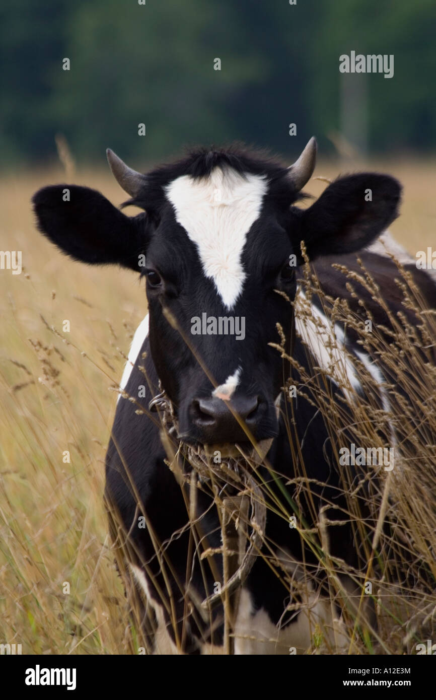 a black with white spots cow in the field Stock Photo - Alamy