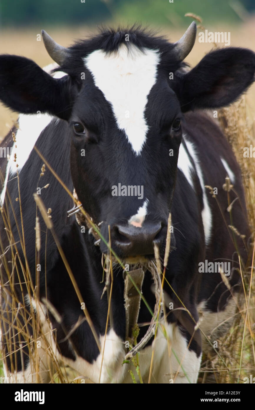 A White And Black Cow With Big Ears And Small Horns In The Field Stock 