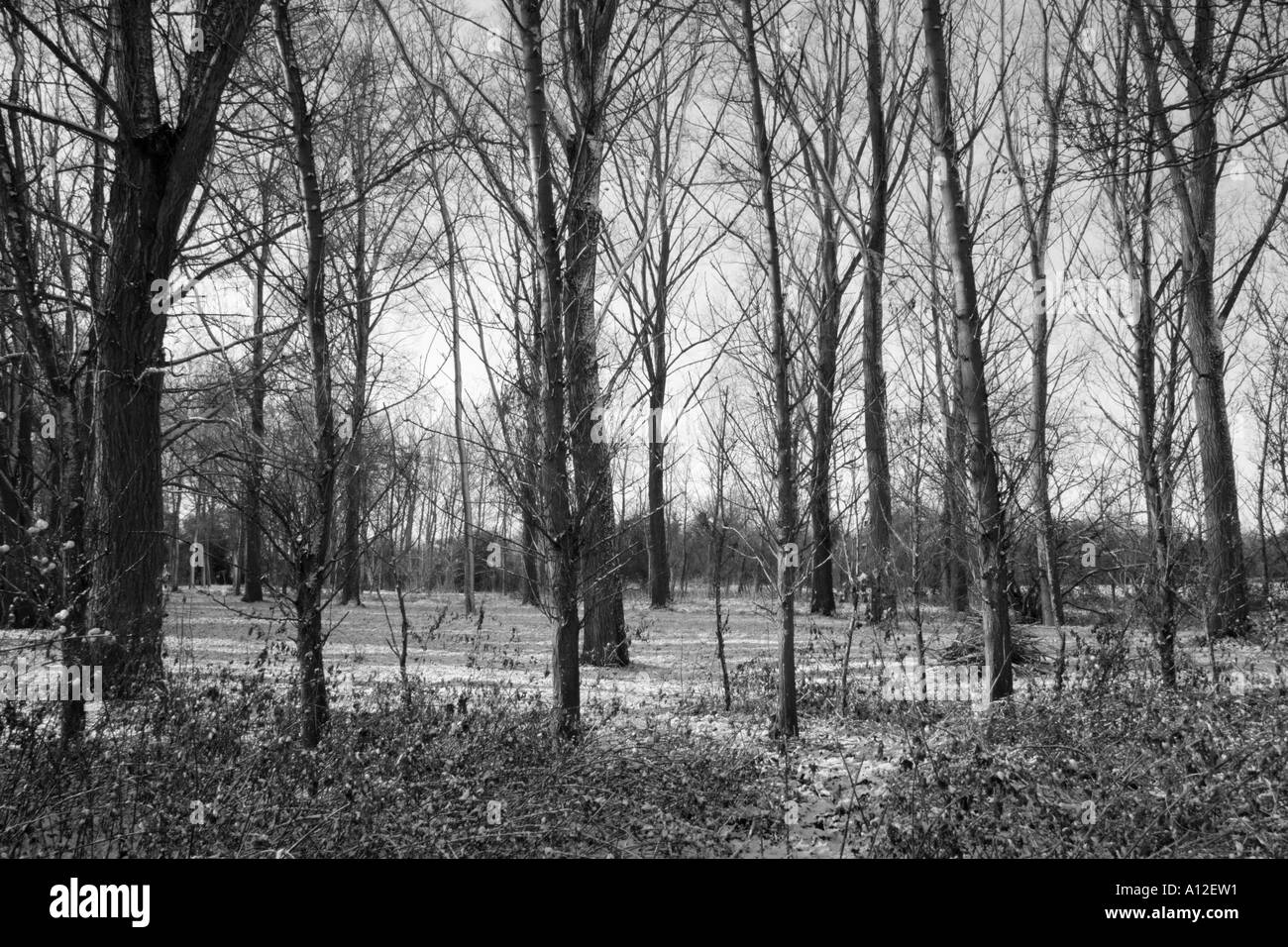black and white image off looking into a woodland of trees Stock Photo