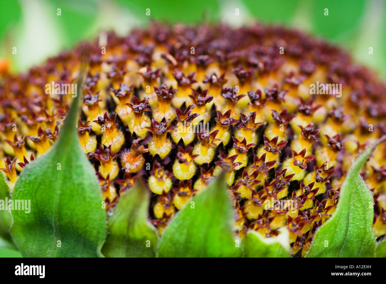 large sunflower seeds head Stock Photo Alamy