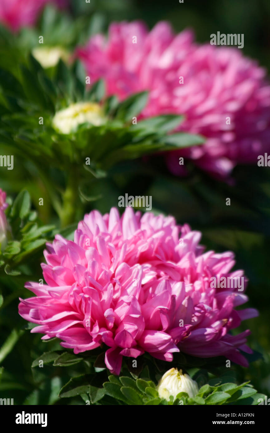 some lilac flowers and white buds of asters Stock Photo Alamy