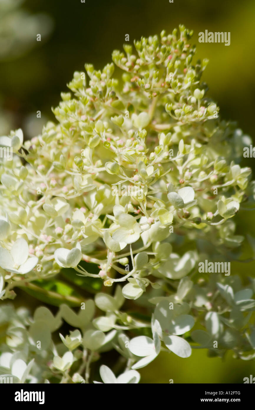 Hydrangea white colour hi-res stock photography and images - Alamy