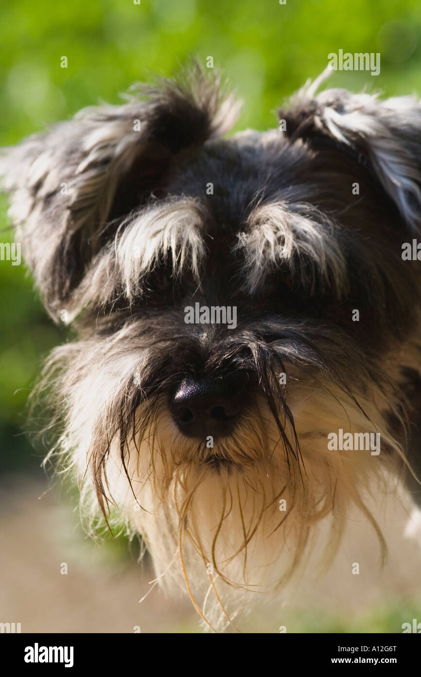 a black dog lying on the grass Stock Photo - Alamy
