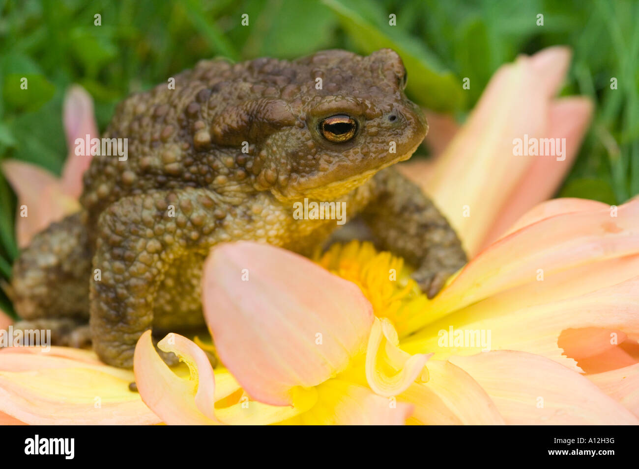 a toad sitting on a flower of dahlia Stock Photo - Alamy