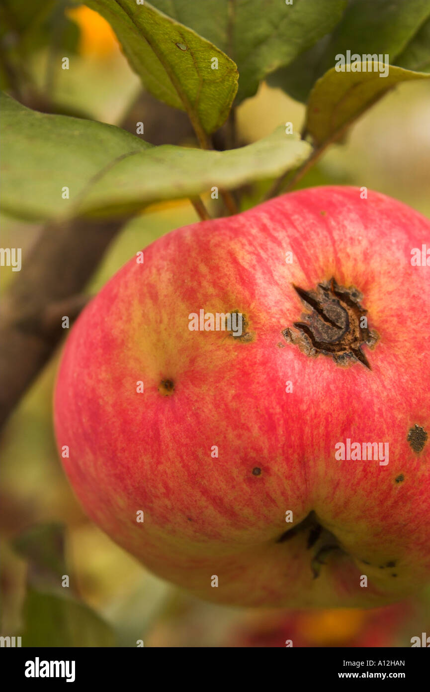 an apple on a branch in the garden Stock Photo - Alamy