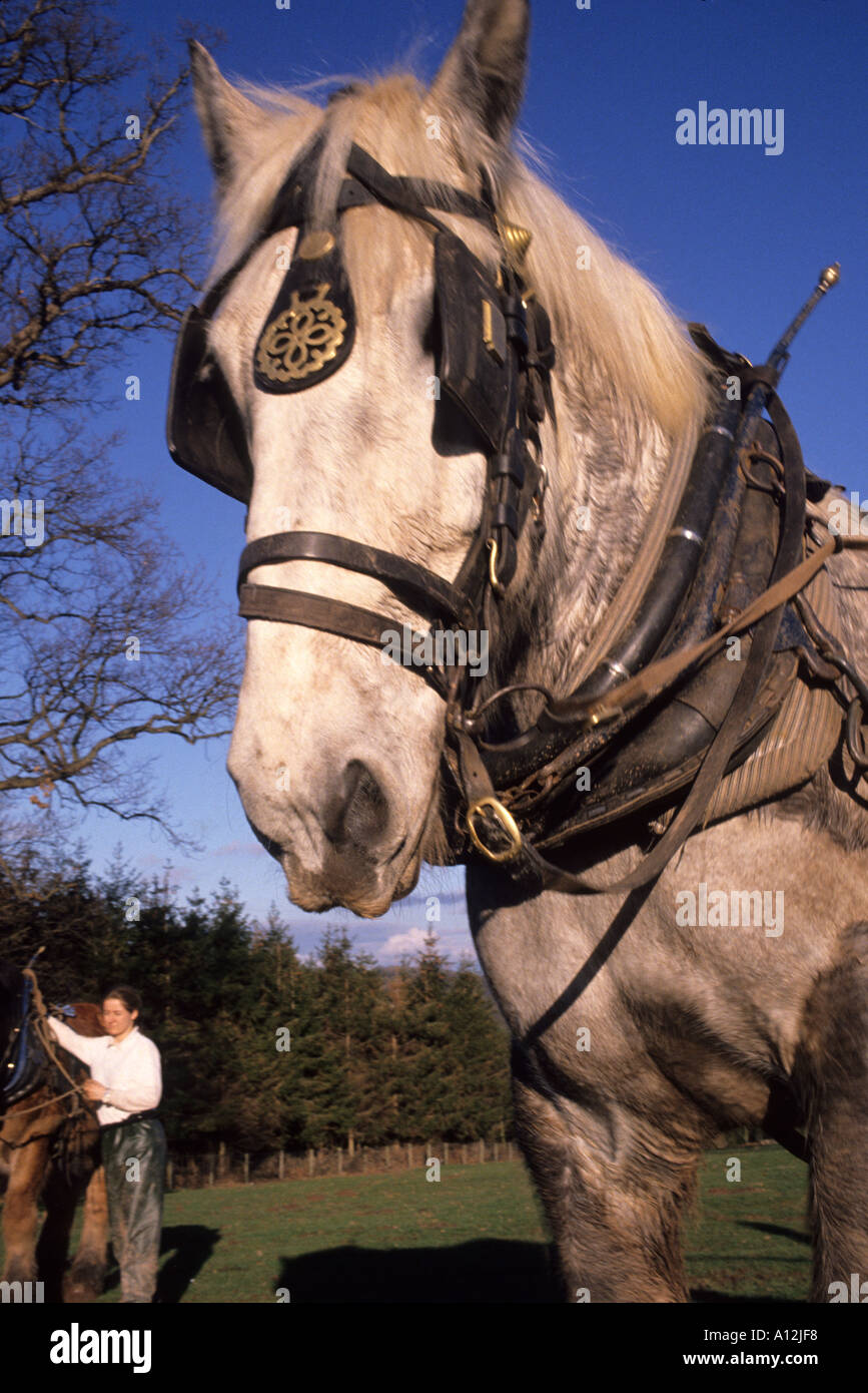 Working heavy horse harness hi-res stock photography and images - Alamy