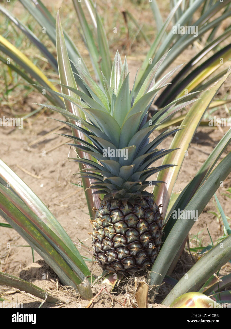 Pineapple growing on Bulago Island in Lake Victoria, Uganda Stock Photo Alamy