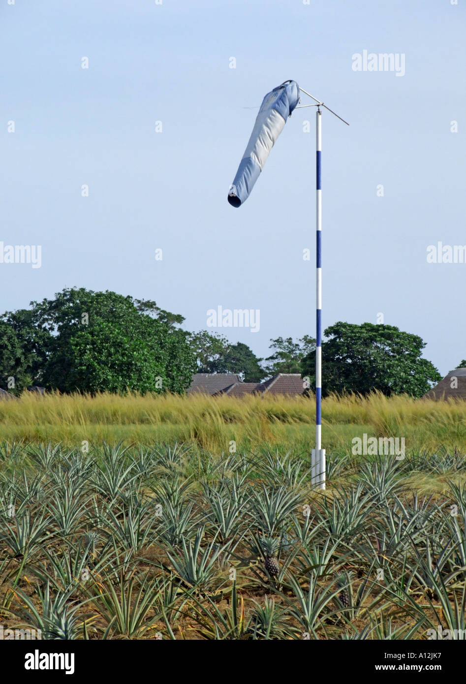 Windsock in a pineapple field on Bulago Island in Lake Victoria, Uganda Stock Photo Alamy