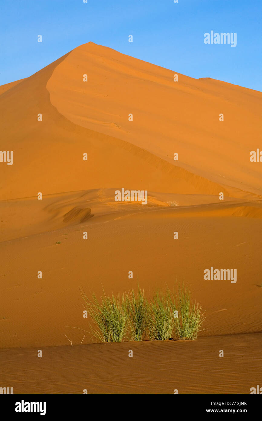 Plant surviving in the sahara desert Stock Photo Alamy