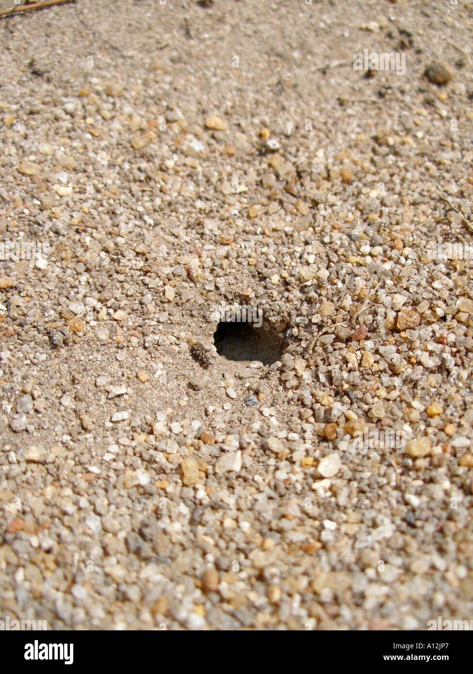 Ant hole Stock Photo 5784550 Alamy